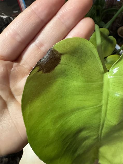 Help I don’t know why my plant is dying : r/plantclinic