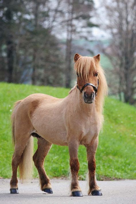 Miniature Ponies, Miniature Horse, Mini Shetland Pony, Miniature Shetland Pony, Shetland Ponies ...