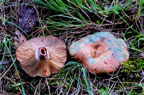 Setas Extremadura : Lactarius Vinosus