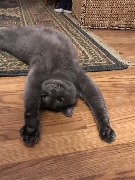 461 best Morning Stretch images on Pholder | Aww, Furry and Ooo Big Stretch