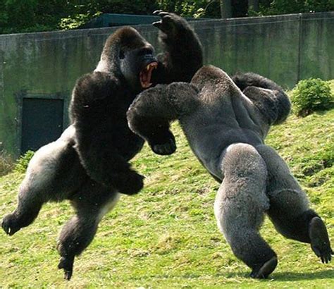 Two Male Gorillas fighting eachother. From r/pics : r/photoshopbattles