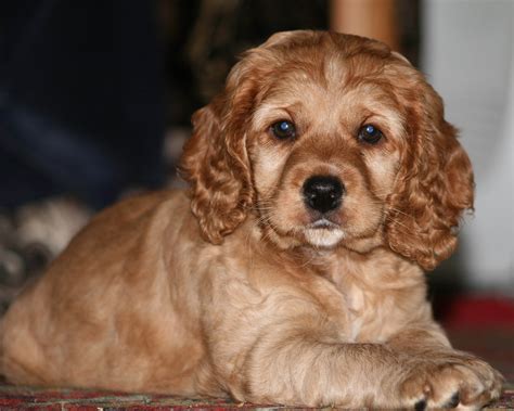 Tan Cocker Spaniel Puppy