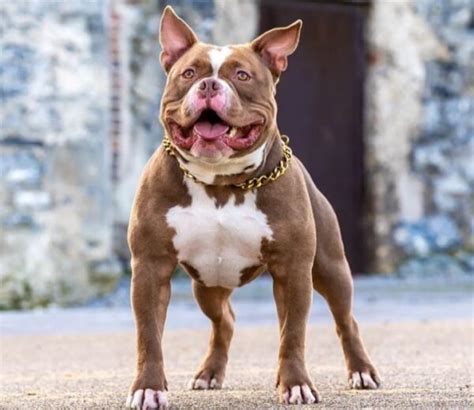 american bully types