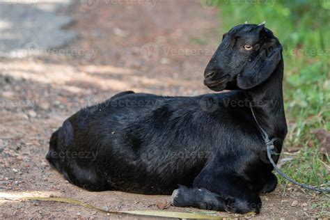 Portrait of a young black goat at the farm 11361859 Stock Photo at Vecteezy
