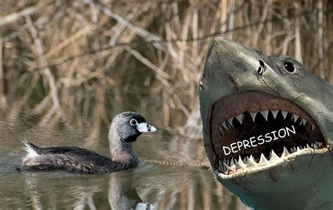 PsBattle: A Pie-Billed Grebe : r/photoshopbattles