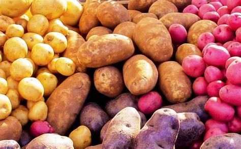 Blending potato varieties on the rise | PotatoPro