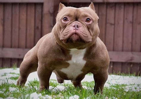 exotic bully types