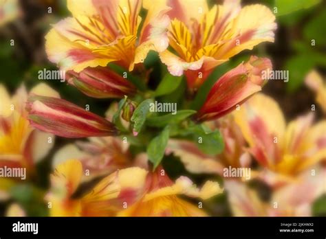 Beautiful Alstroemeria Princess Sara, Peruvian lily ‘Princess Sara ...