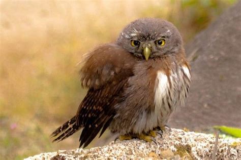 fakta unik northern pygmy owl punya mata ekstra  belakang kepala