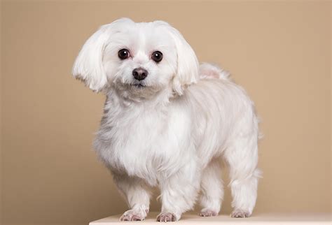 Pet hair color photo editor — Retouchme