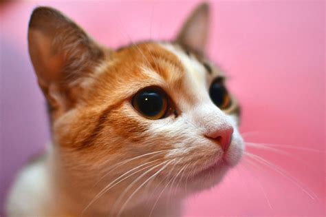 composition  photography filling  frame