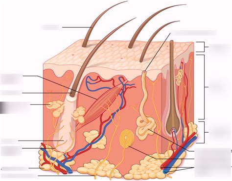 Skin layers Diagram | Quizlet