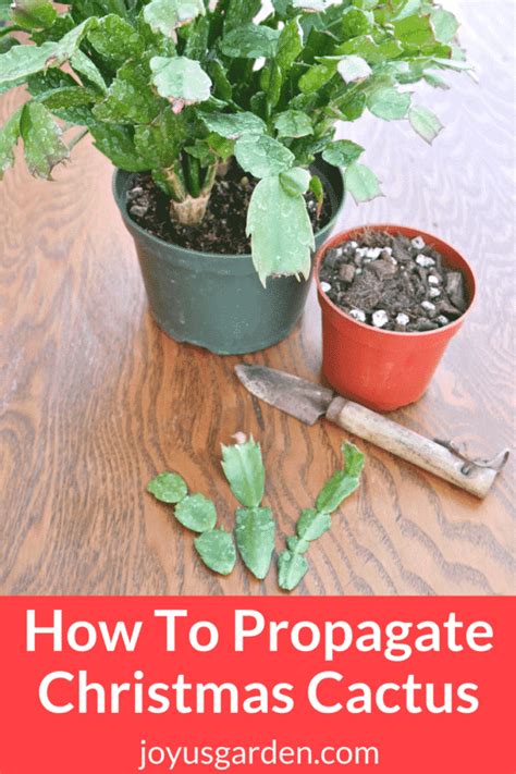 How to Propagate Christmas Cactus by Stem Cuttings | Propagating plants, Christmas cactus ...