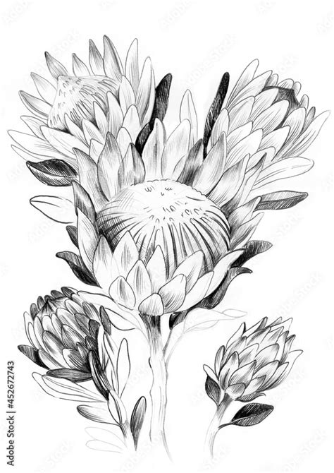 Protea Flower Drawing
