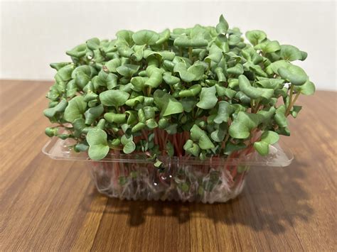 DIY Microgreens Workshop | Urban Green Dot