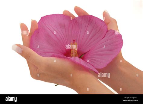 hand hands beautiful stock photo alamy