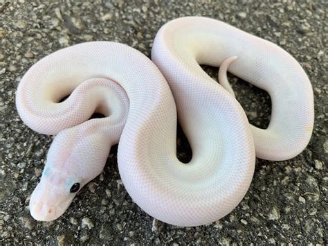 Black Eye Leucistic Ball Python for sale | Snakes at Sunset