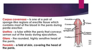 male reproductive system   disorderspdf
