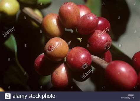 arabica berries high resolution stock photography  images alamy