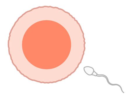 精子と卵子イラスト｜無料イラスト・フリー素材なら「イラストAC」