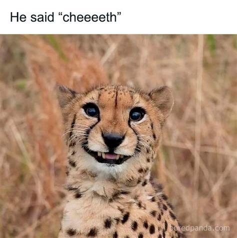 hilarious animal memes thatll brighten   darkest day demilked