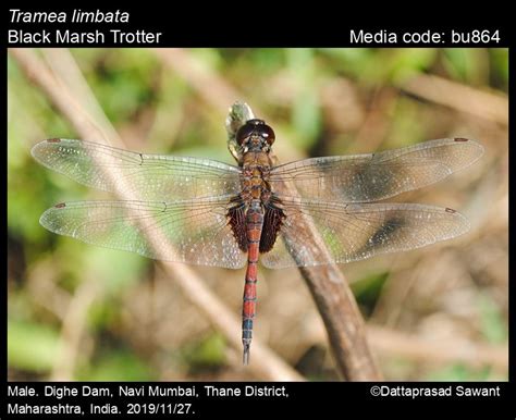 limbata | Odonata