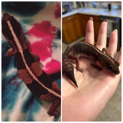 is it normal gecko losing hair at home 5