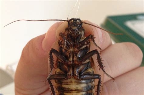 verge review  animals  cockroach  verge