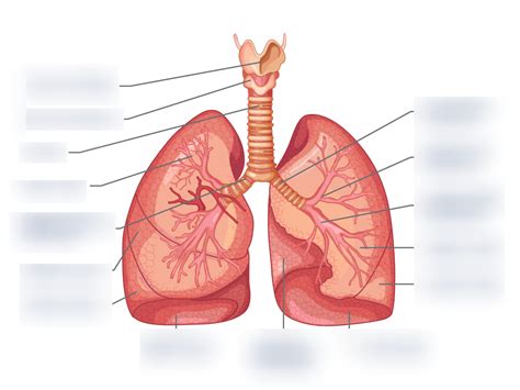 lung diagram Diagram | Quizlet