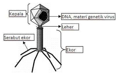 ciri  struktur virus info pendidikan  biologi