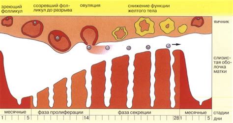 Боли во время овуляции почему это происходит и как их облегчить