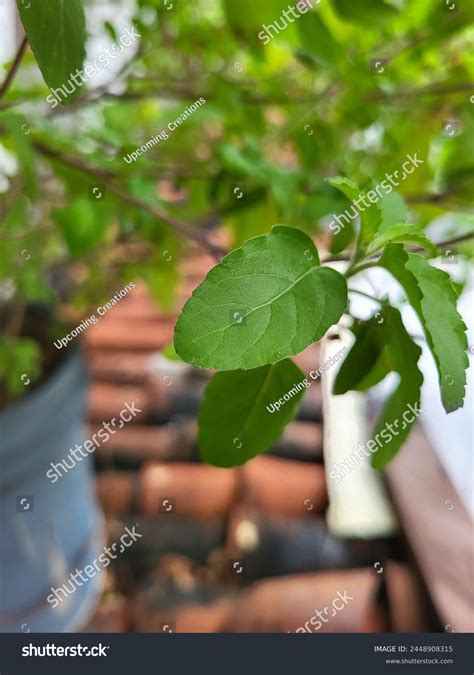 simple  leaves images stock   objects vectors