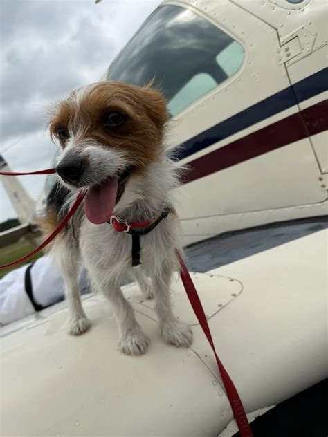 dog rescue new jersey 14