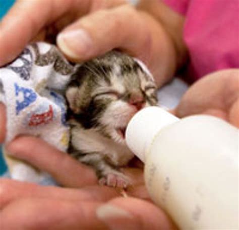 kitty happy love meow