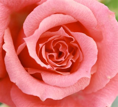 il mondo al rosa la rosa