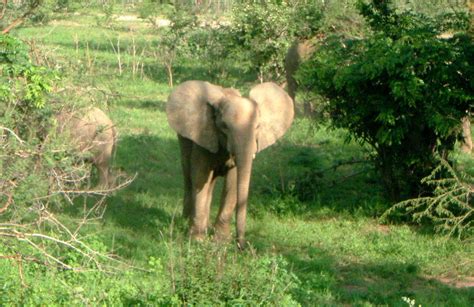 Animals of Burkina Faso