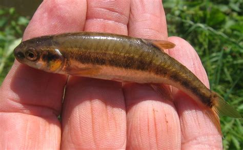 minnow british wildlife wiki fandom