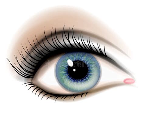 Female Human Eye Illustration Stock Illustration - Illustration of designs, eyeball: 2996037