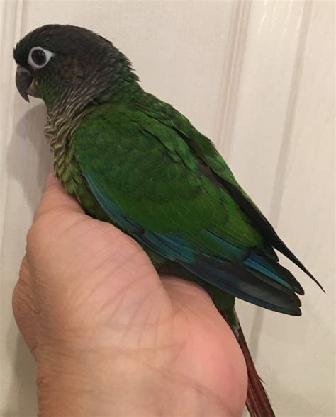 Available Green Cheek Conures | Feisty Feathers