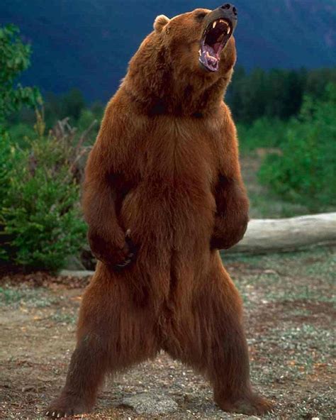 Wildlife Animals & Nature | Kodiak bear, Bear, Grizzly bear