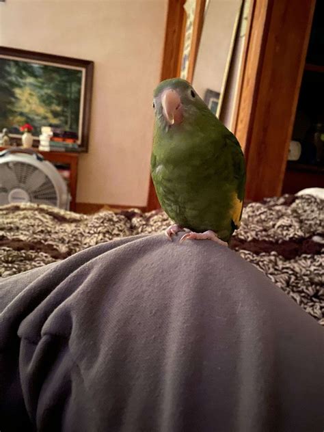 Lincoln the Brotogeris