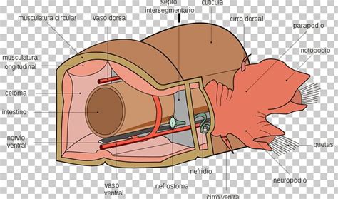 Polychaete Earthworms Anatomy Riftia Pachyptila PNG, Clipart, Free PNG ...