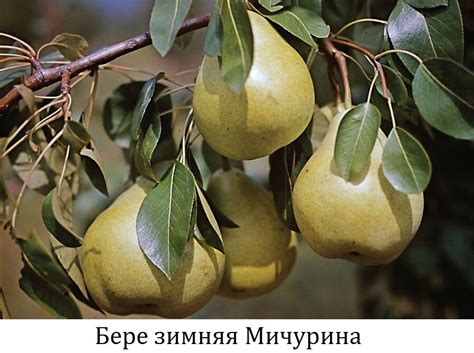 Мичурин Иван Владимирович: краткая биография, научная деятельность ...