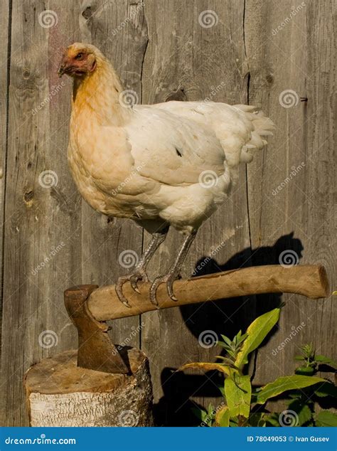chicken  axe stock image image  bird farmers humour