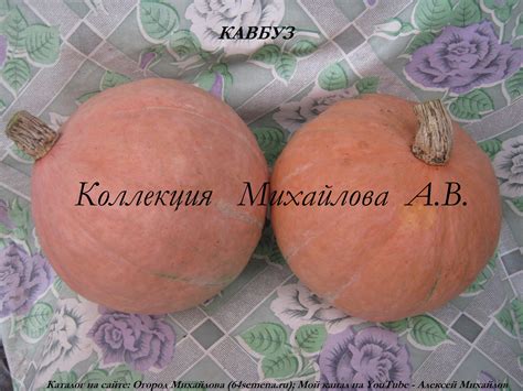 Кавбуз.