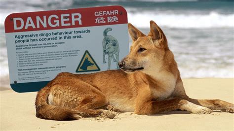 Dingo attack, K’gari: Dingo bites man on leg at popular holiday island