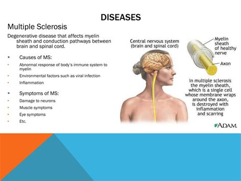 PPT - Nervous System PowerPoint Presentation, free download - ID:2797218