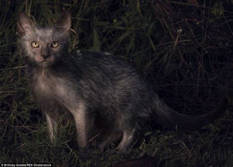 20 of The Most Bizarre Cat Breeds