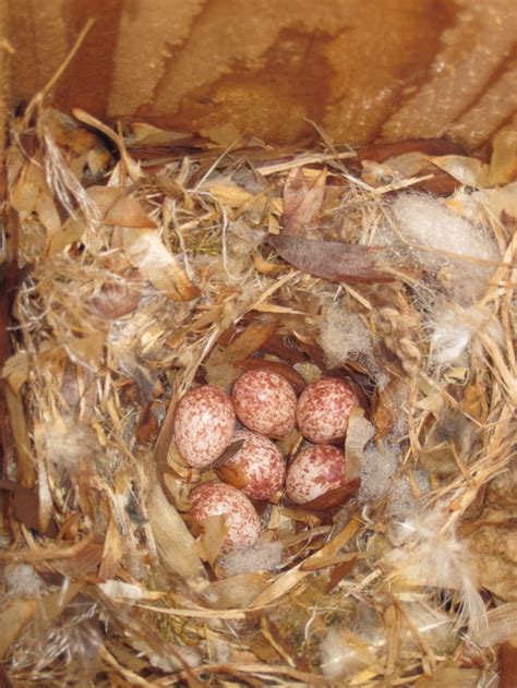 Back Yard Bird House - Nuthatch Eggs | Bird eggs, Bird nest, Bird house