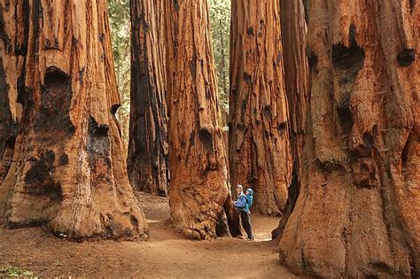 Sequoia National Park, California - WorldAtlas